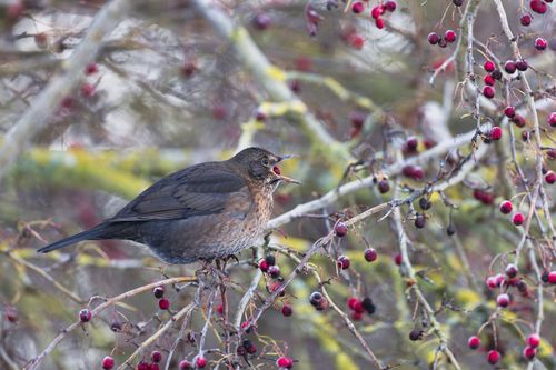 Free A blackbird perches on a branch with red winter berries, showcasing natural beauty. Stock Photo