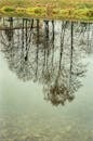 Reflective Trees in Tranquil Ukrainian Pond