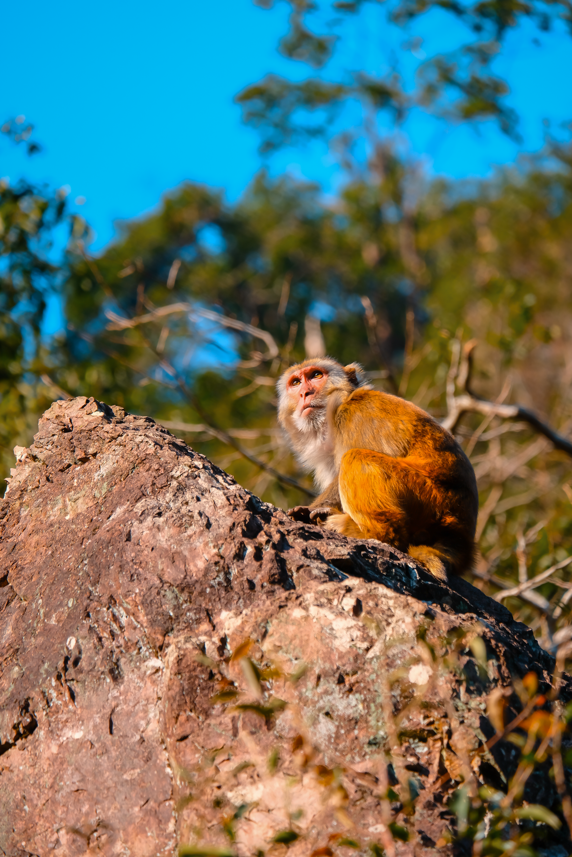 Rhesus Macaque on Rocky Outcrop in Sunlit Forest · Free Stock Photo