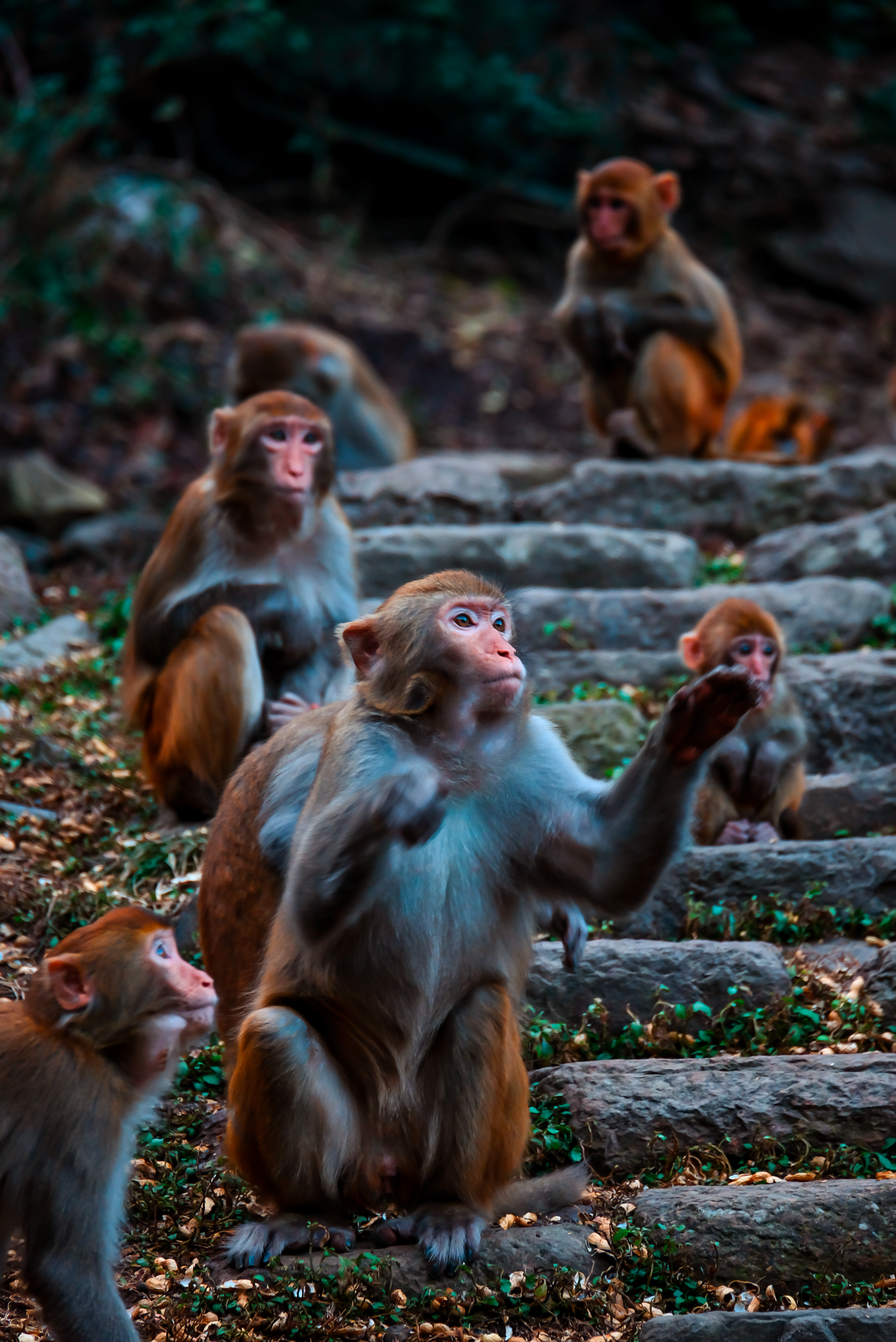 Group of Rhesus Macaques on Stone Steps Outdoors · Free Stock Photo