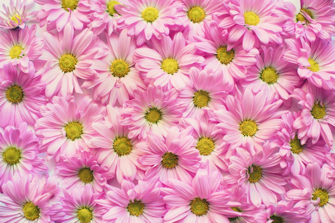 Free Wall of Pink Petaled Flowers Stock Photo
