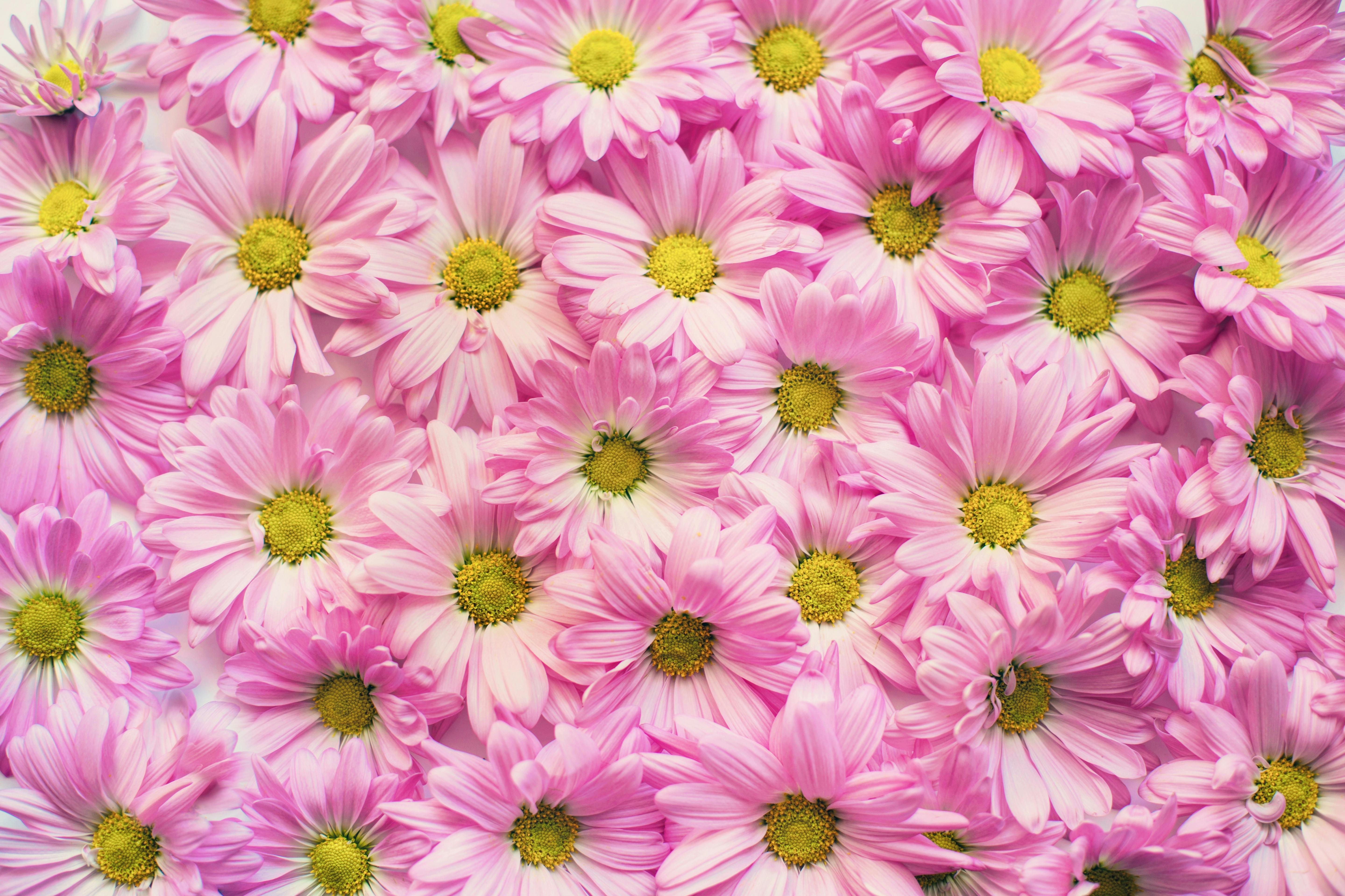 flower background images for photoshop