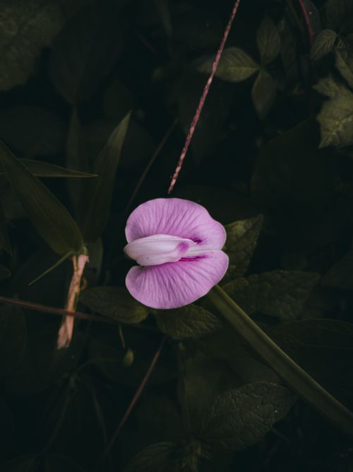 Free A detailed view of a pink flower on dark green leaves, showcasing nature's contrast and beauty. Stock Photo