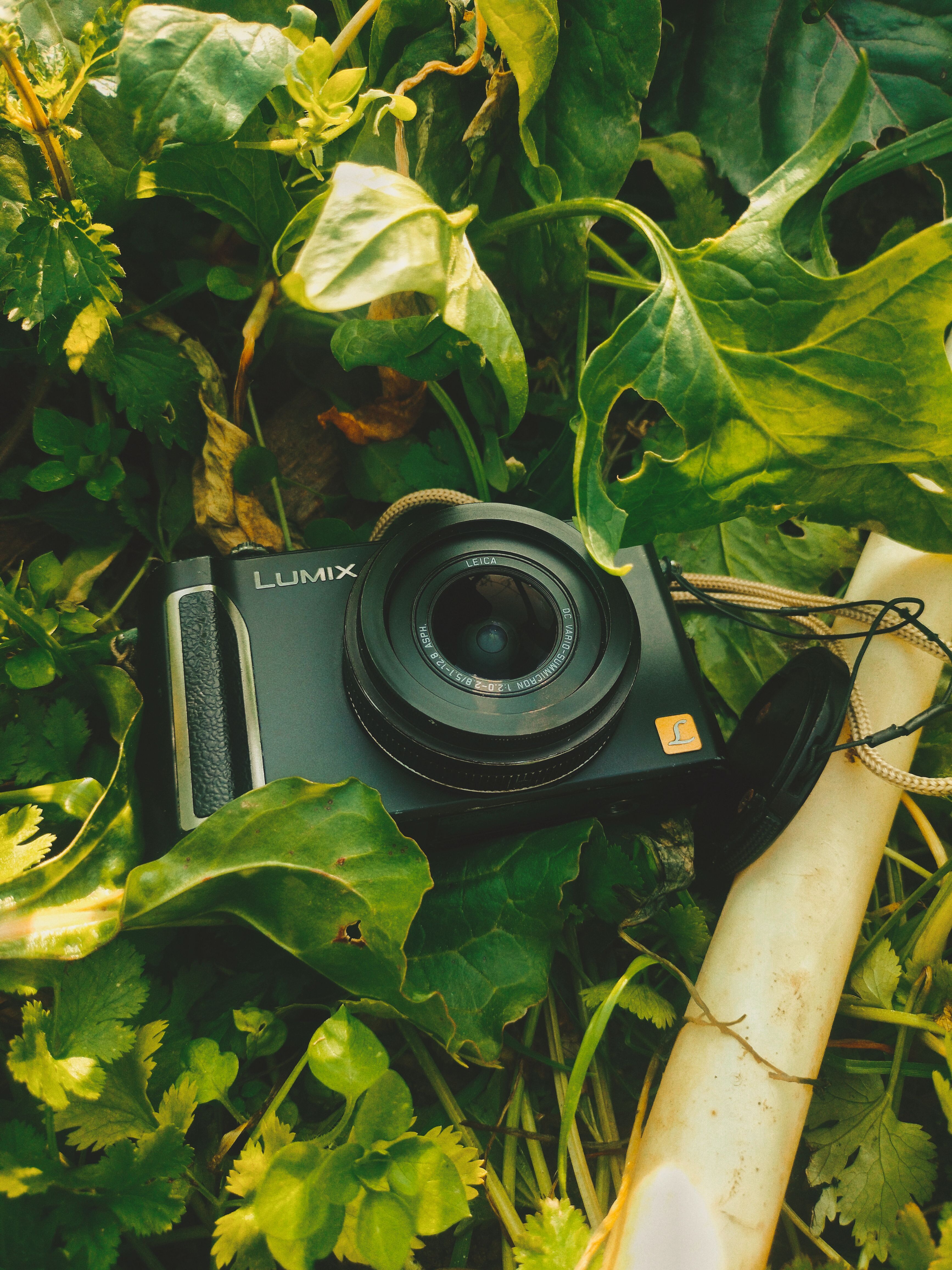 Vintage Camera on Leafy Forest Floor · Free Stock Photo