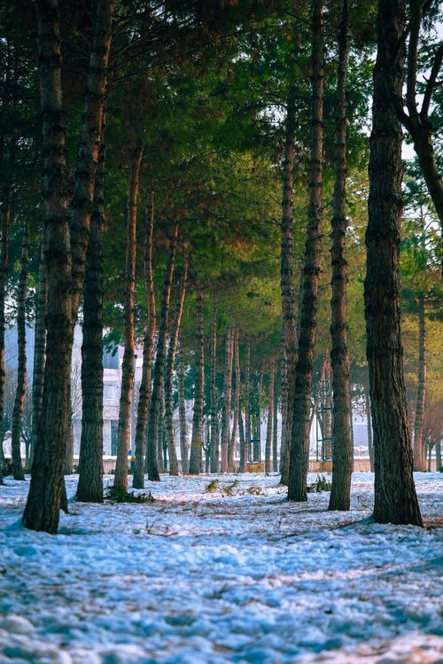 Free A serene winter scene capturing a snowy pine forest in Diyarbakır, Türkiye. Stock Photo