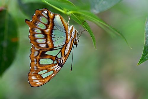 Free Close-up of a stunning Siproeta stelenes butterfly perched on a leaf in vibrant detail. Stock Photo