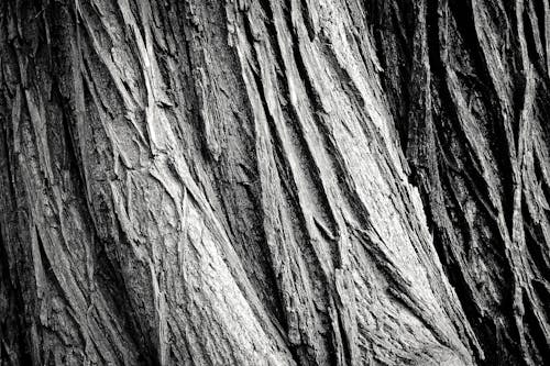 Foto d'estoc gratuïta de abrupte, abstracte, arbre