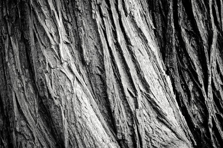 Gray Tree Trunk