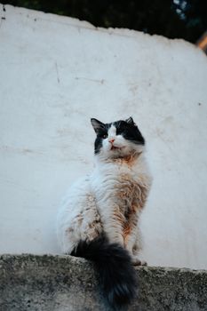 Fluffy black and white cat sitting gracefully on a wall, gazing confidently outdoors.