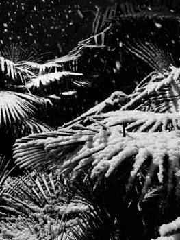 A dramatic black and white image of snow-covered palm leaves at night.