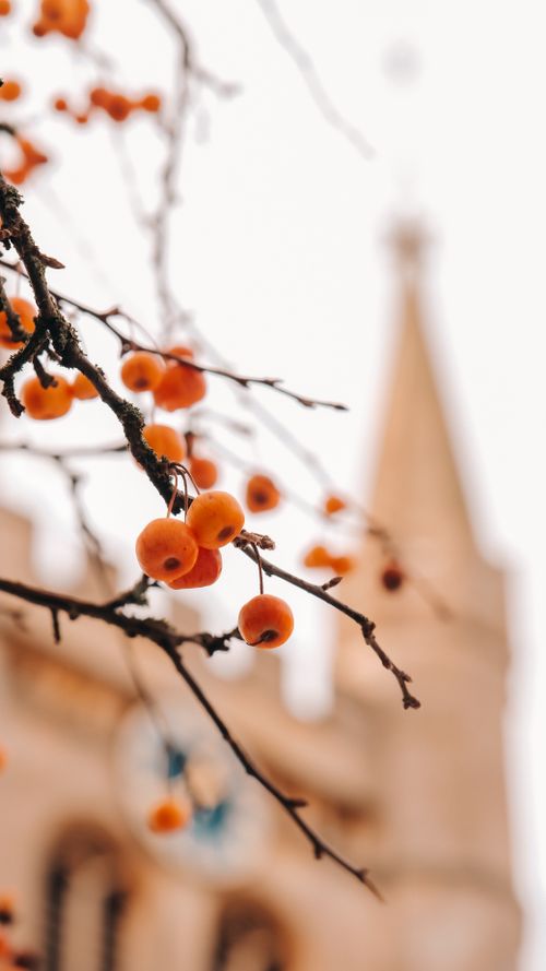 Free Close-up of orange berries with a church spire in the background, Newbury, England. Stock Photo