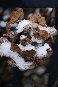 Detailed view of snow-dusted brown hydrangea blooms, capturing nature's winter transformation.
