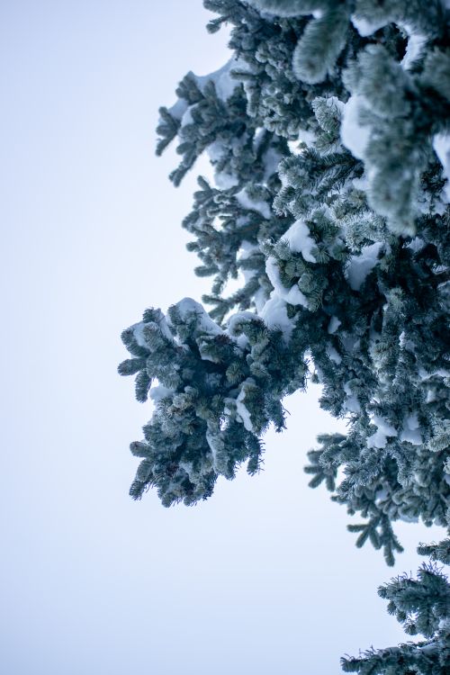 Free Close-up of a snow-covered pine tree branch in Bolu, Türkiye, during winter. Stock Photo