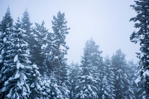 Free A serene view of a snow-covered pine forest enveloped in winter fog. Stock Photo