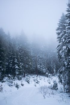 A serene winter landscape of a foggy, snow-covered pine forest, evoking tranquility.