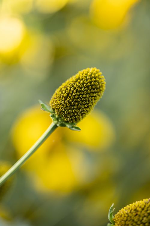 Free Captivating close-up of a yellow flower bud against a blurred green and yellow background. Stock Photo