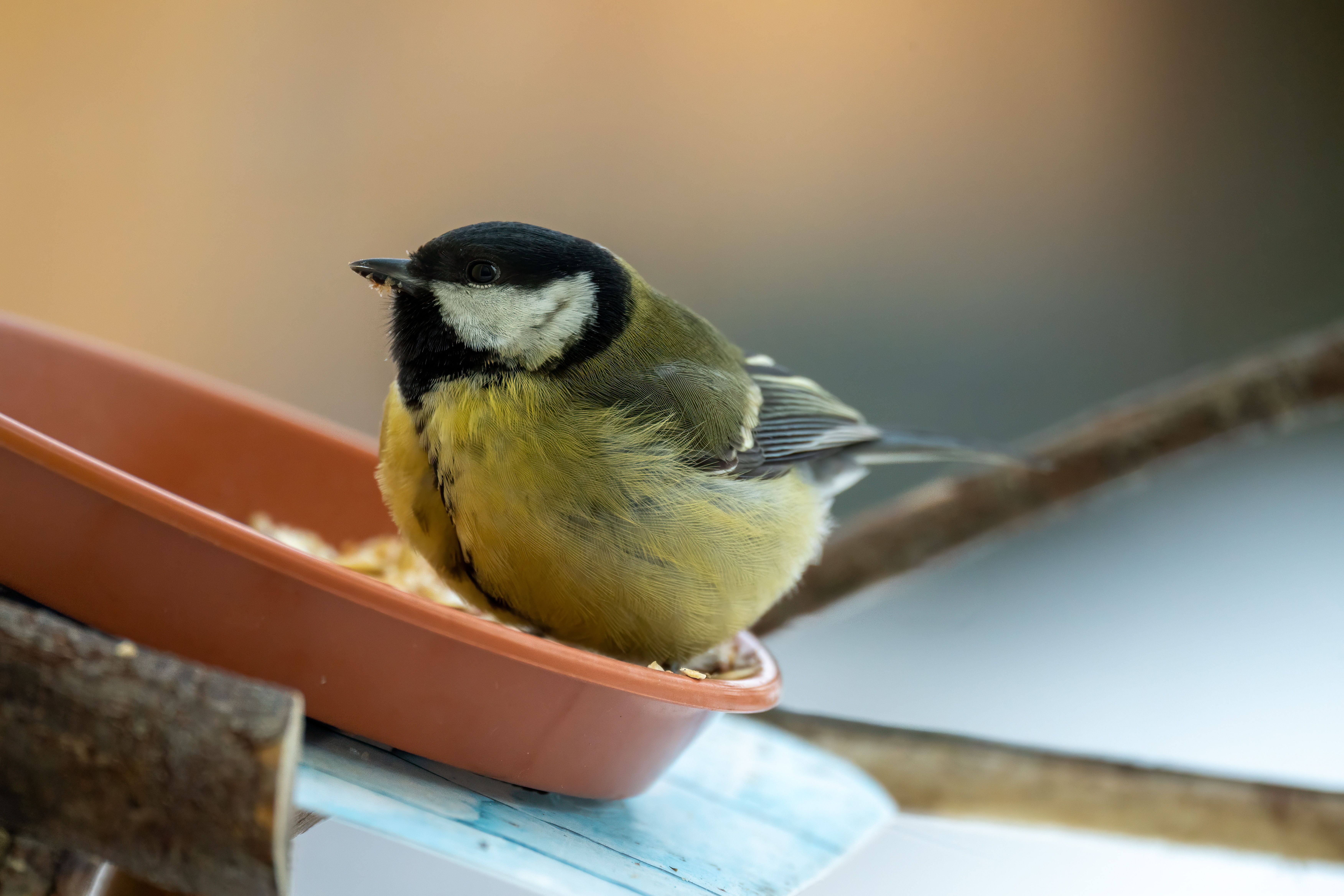 Bird Watching Past Times