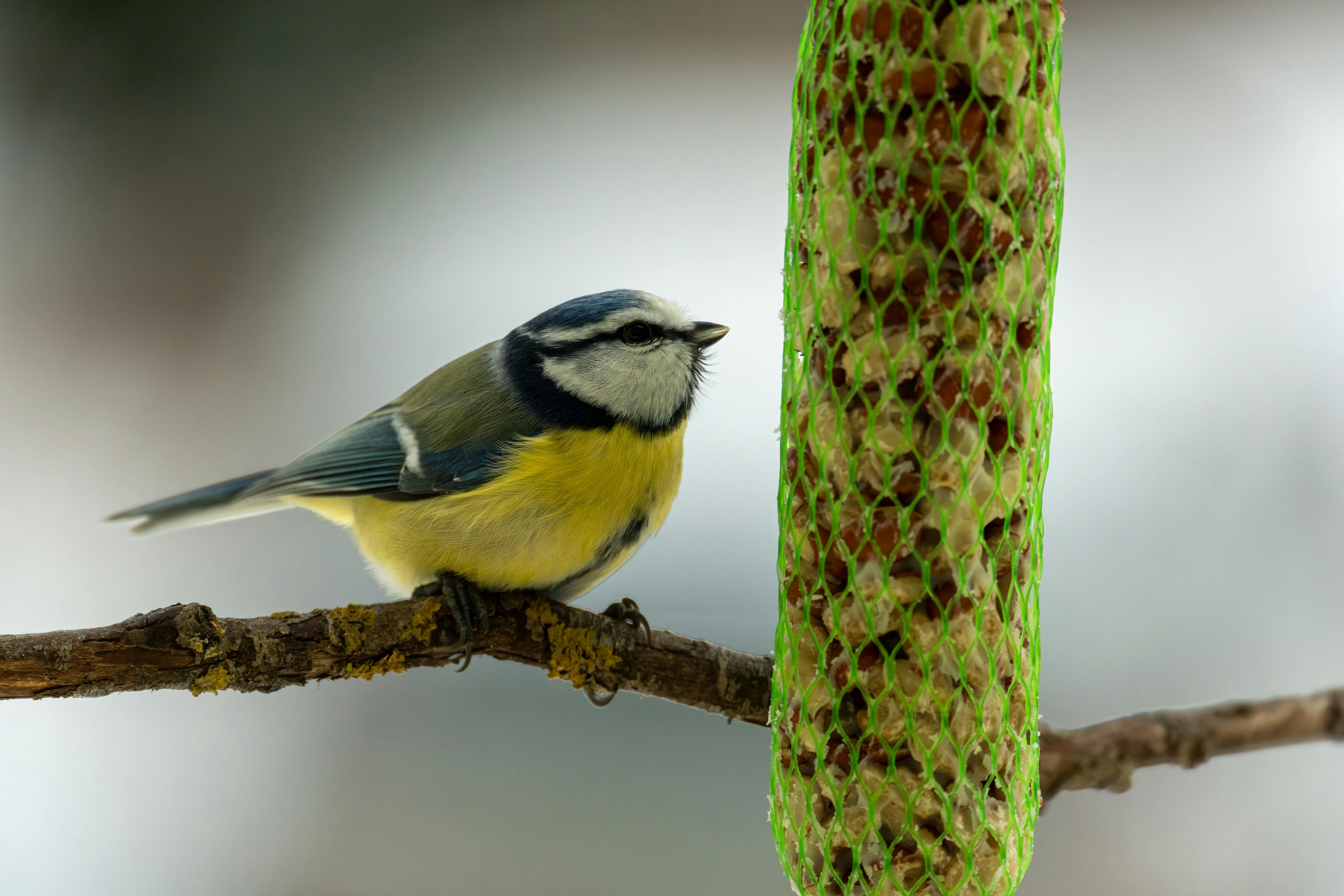 A detailed view of a blue tit perching on a branch next to a bird feeder.