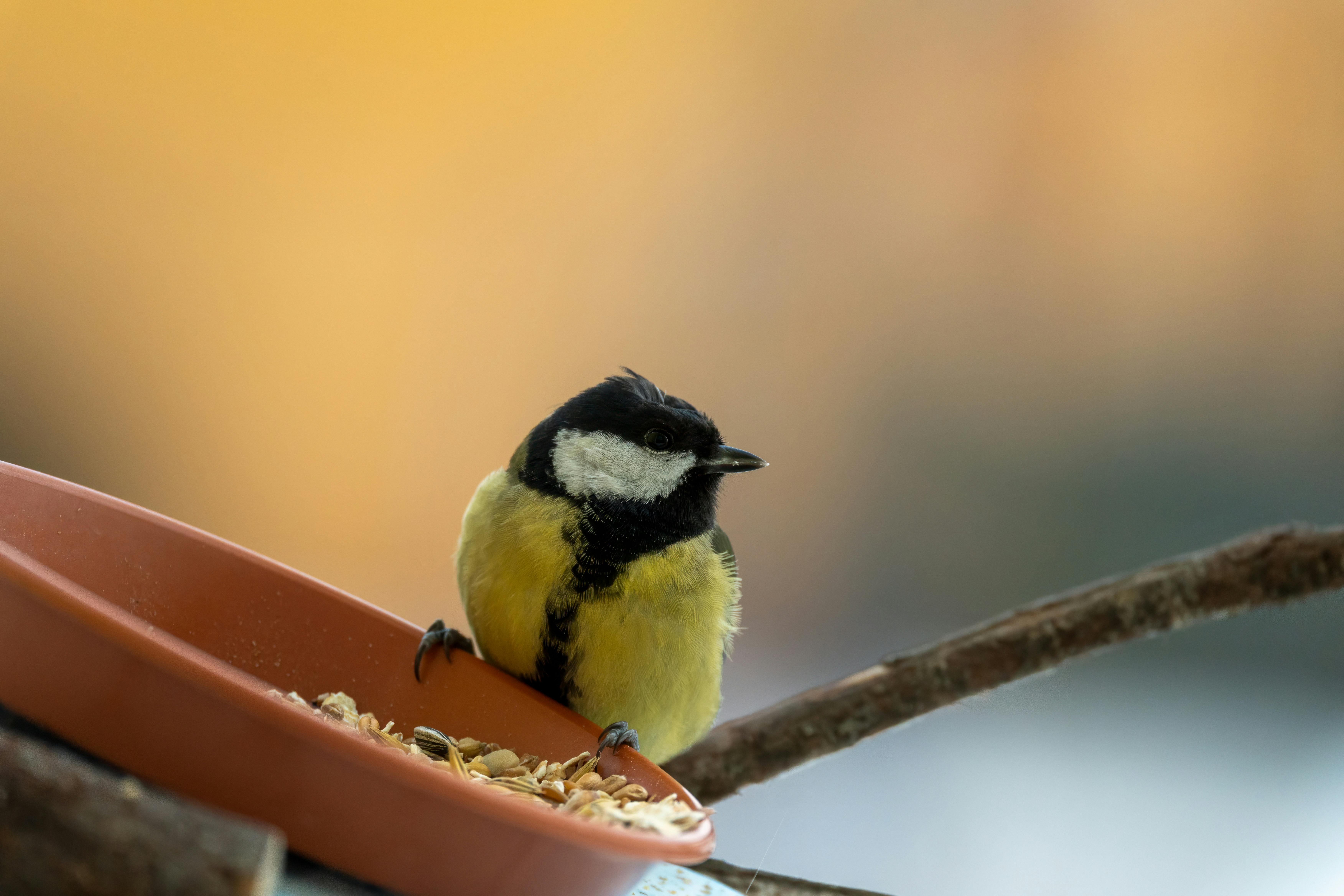 A vibrant great tit perched on a feeder with a blurred orange background, perfect for nature themes.