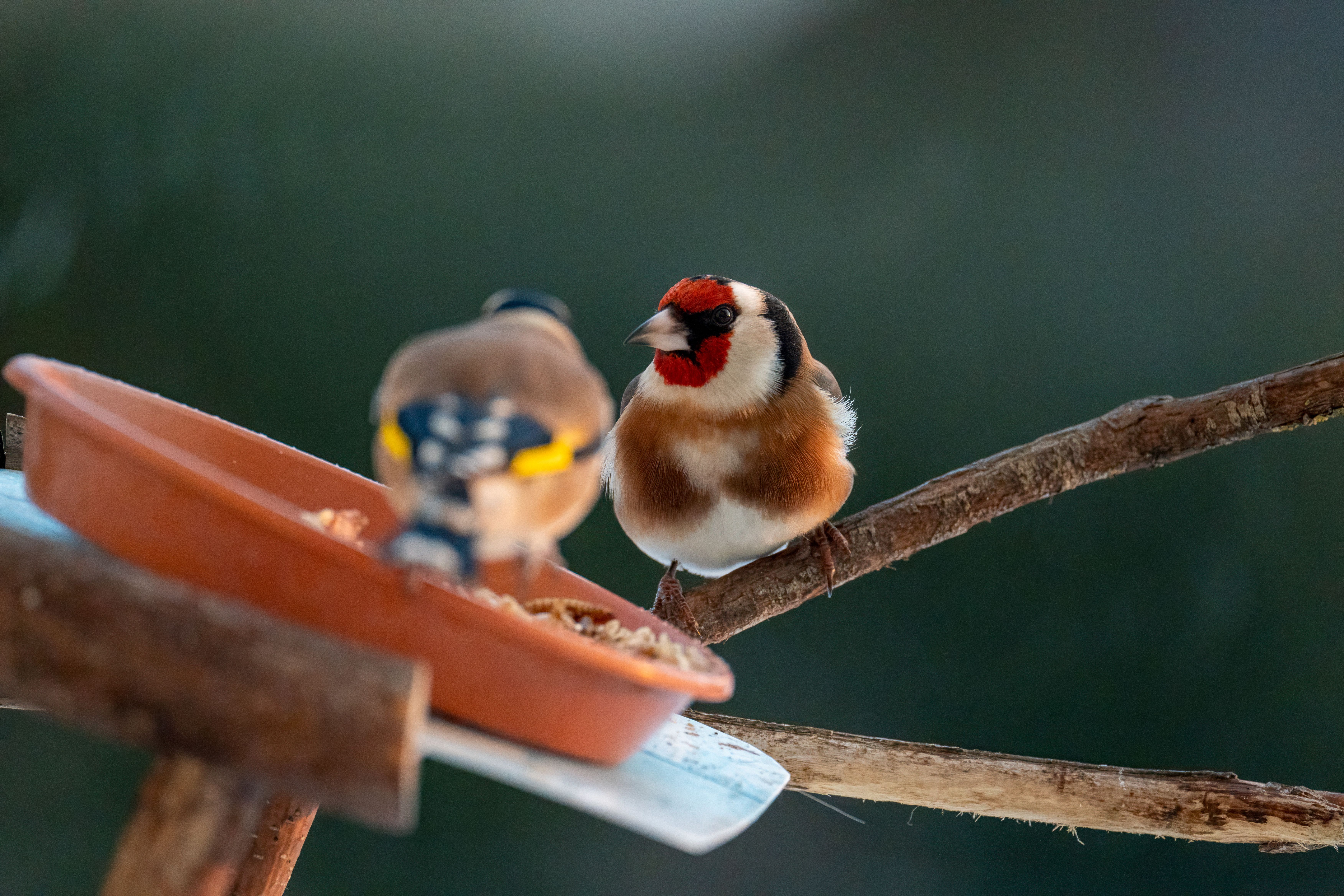 Beyond Binoculars: The 2026 Revolution in Smart Bird Feeders & AI Identification – Unlock Your Backyard's Secret World!