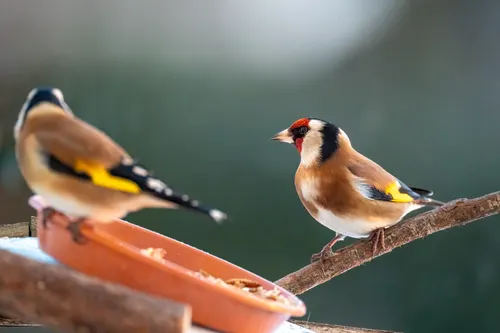 Bird Feeders Triple Deadly Parasite Risk, Study Finds