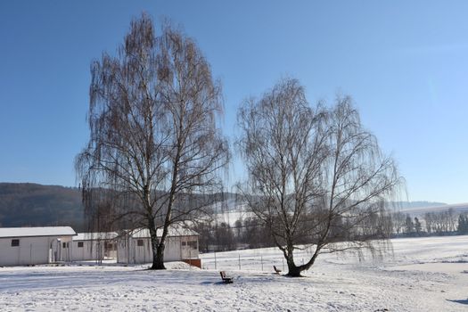 A serene winter scene of snow-covered fields with bare birch trees under a clear blue sky.
