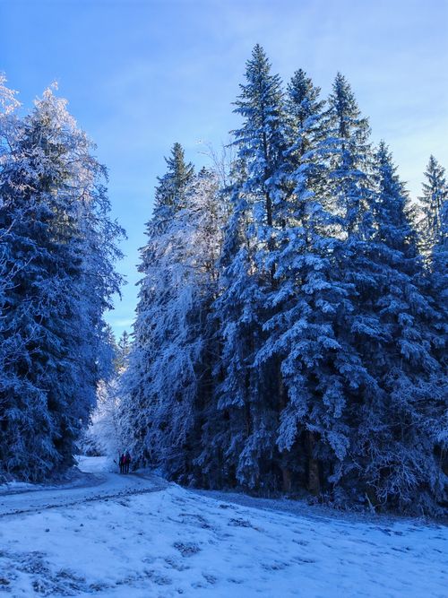 Free Serene winter landscape with snow-covered trees and a tranquil path. Stock Photo