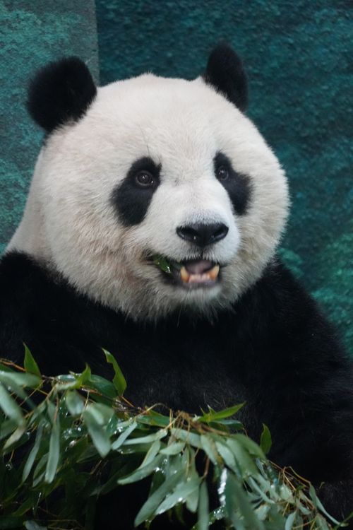 Free Close-up of a giant panda munching on bamboo leaves in its zoo enclosure. Stock Photo