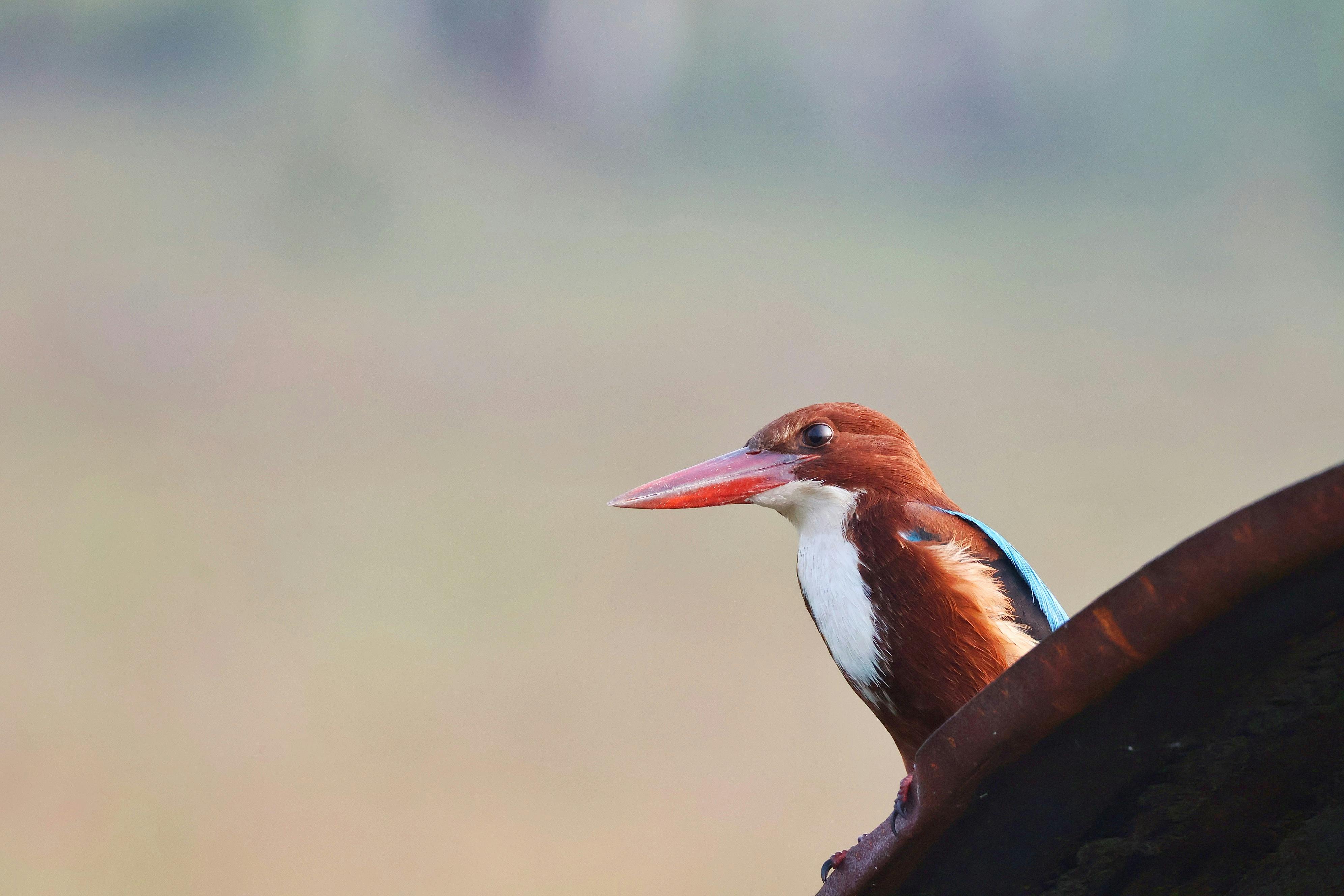 Free stock photo of kingfisher