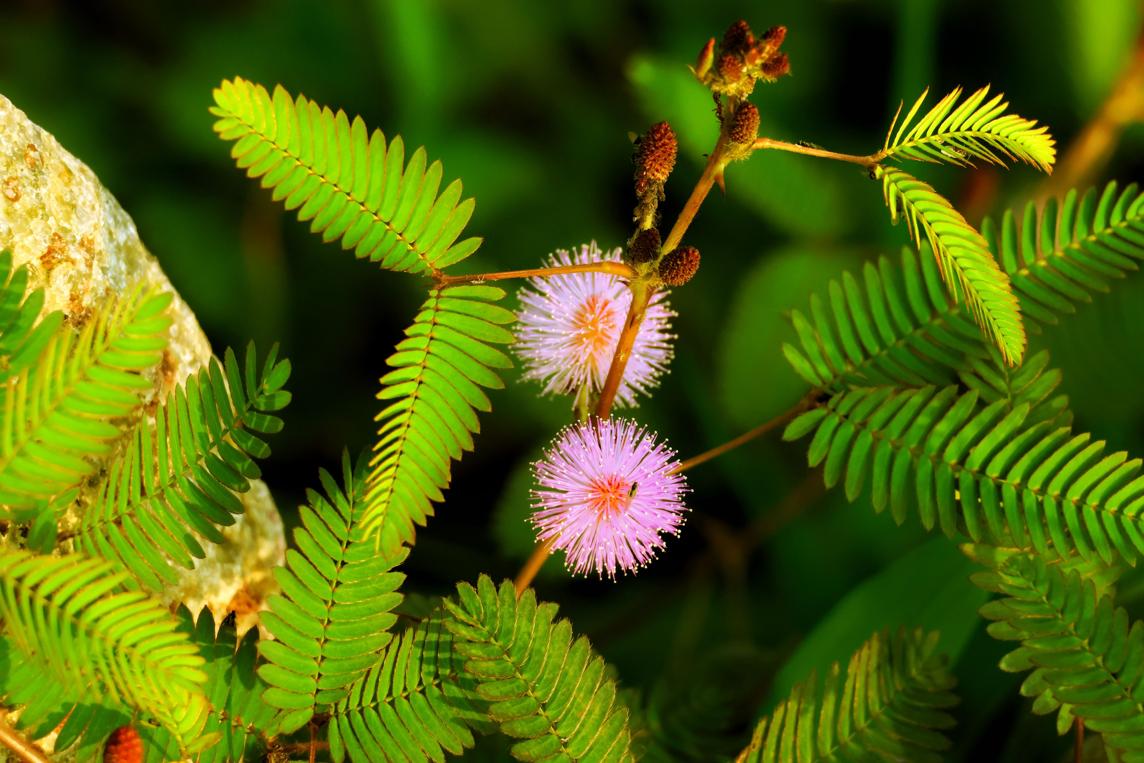 Shameplant