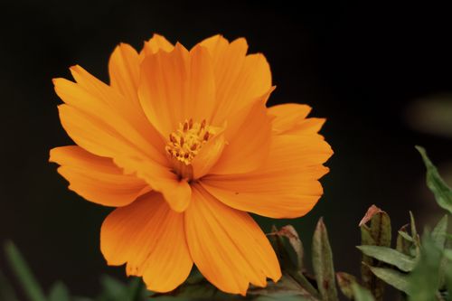 Free Close-up of a vibrant orange Mexican marigold (Tagetes erecta) against a dark background, showcasing its detailed petals. Stock Photo
