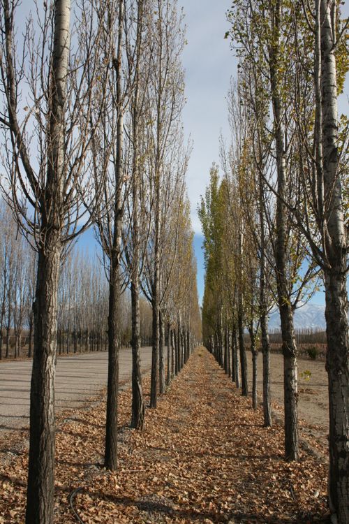 Free stock photo of alameda, autumn, autumn leaves Stock Photo