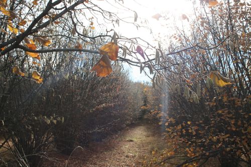 Free stock photo of autumn, forest, leaves Stock Photo