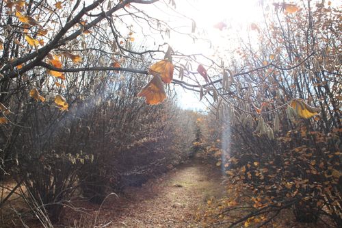 Free stock photo of autumn, details, forest Stock Photo