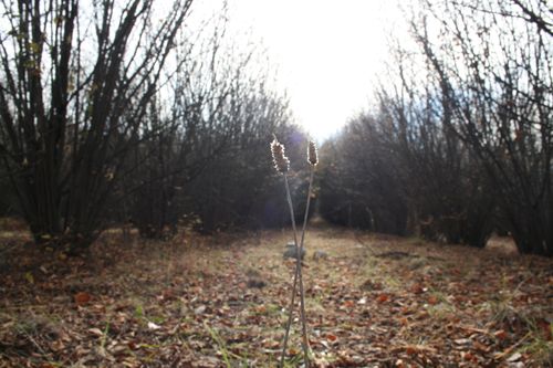 Free stock photo of autumn, forest Stock Photo