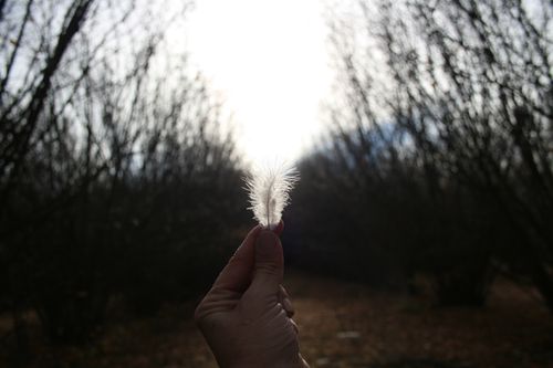 Free stock photo of autumn, feather, forest Stock Photo