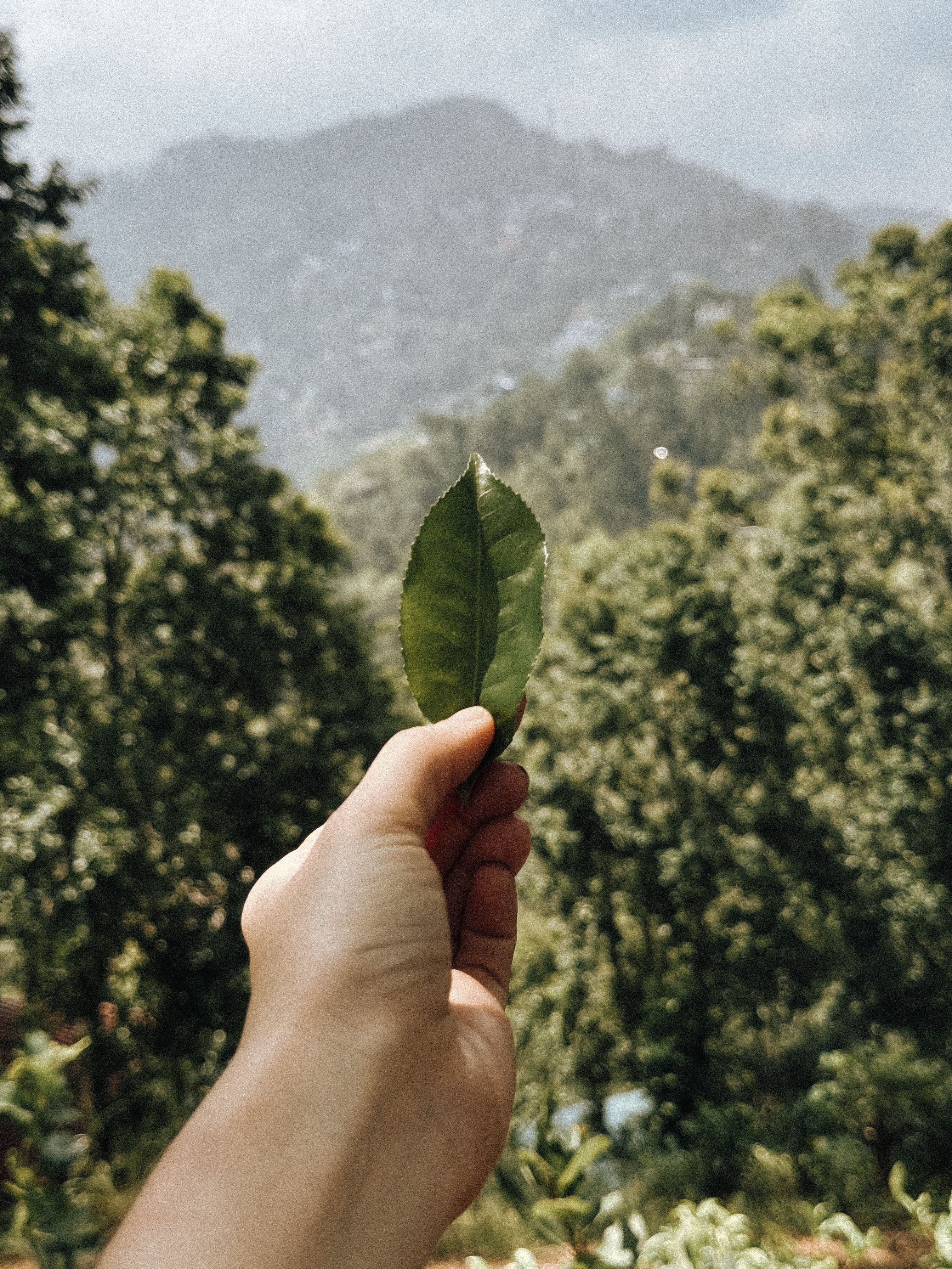 Tea plantations in Nuwara Eliya, Sri Lanka