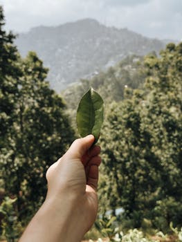 A hand holding a fresh tea leaf against a backdrop of lush greenery and hills in Sri Lanka.