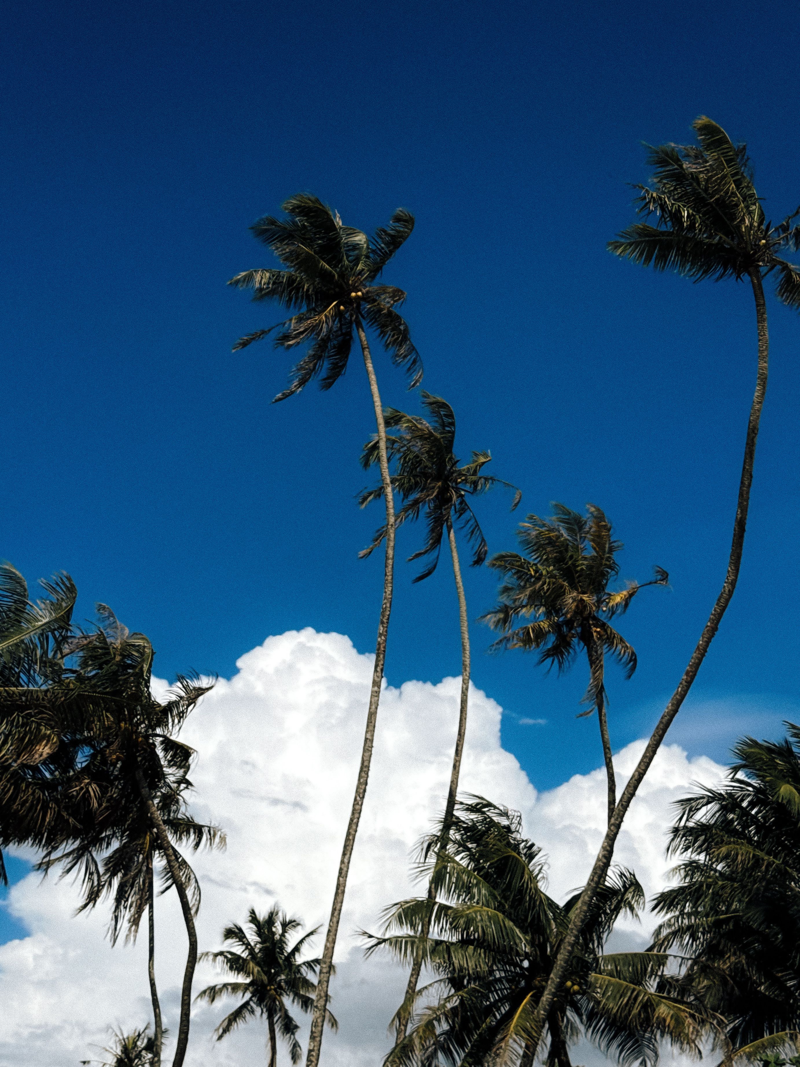 free-photo-of-tall-palm-trees-