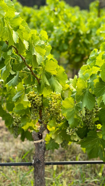 Close-up of green grapes ripening on the vine in a vibrant vineyard.