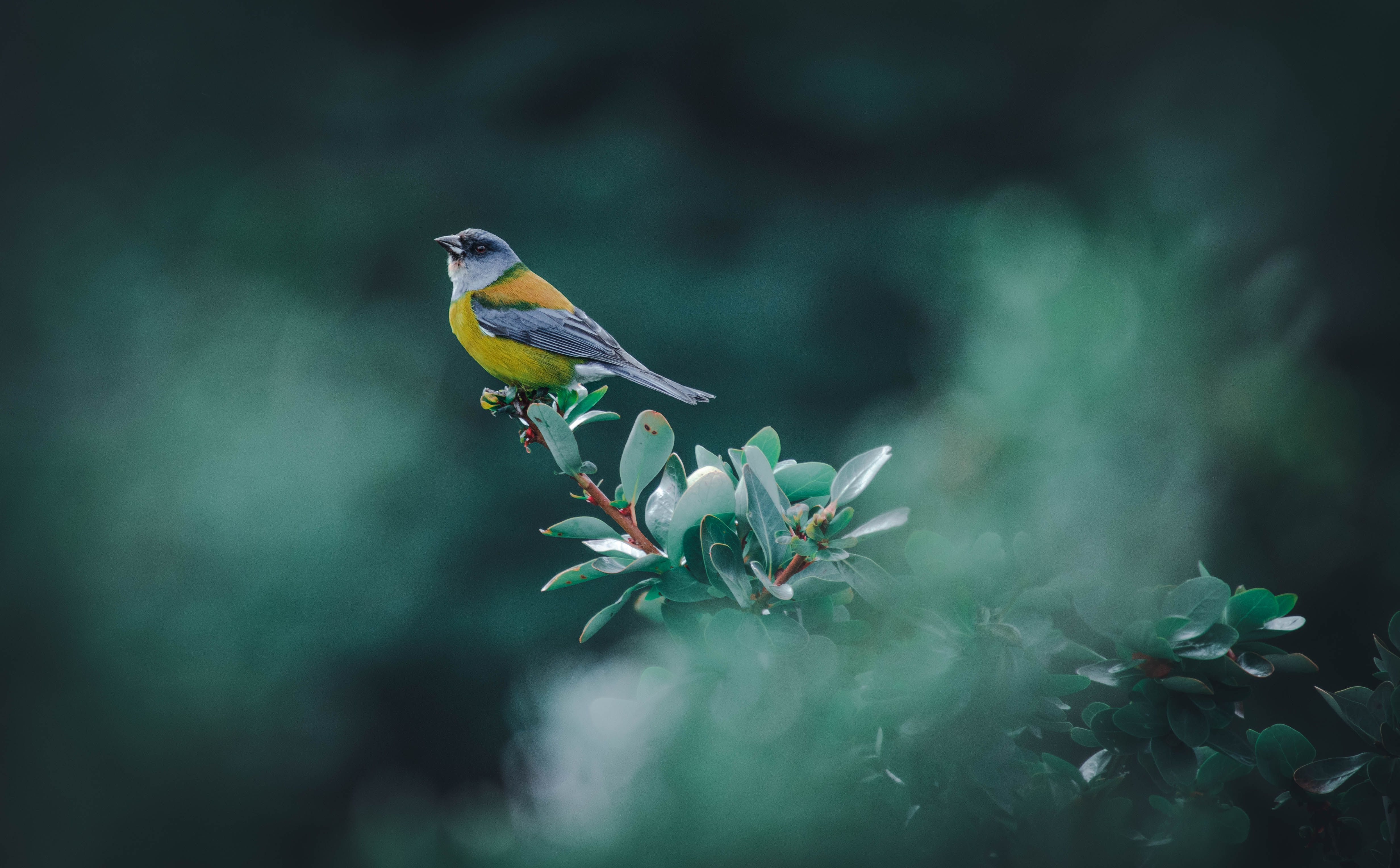 Colorful Bird Perched on Foliage in Nature · Free Stock Photo