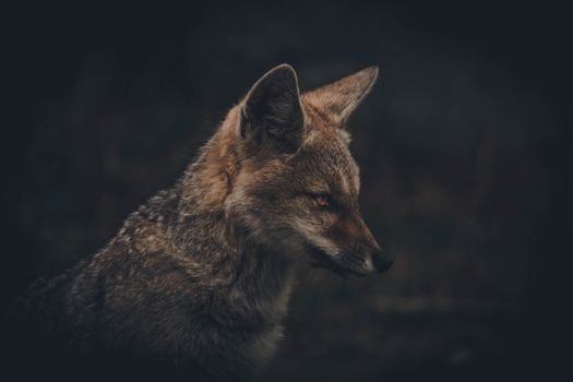 A captivating close-up of a red fox in a dark woodland setting, showcasing its alert gaze and natural beauty.