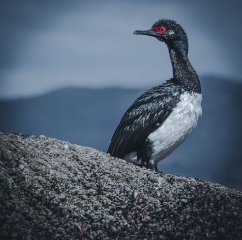 Free A detailed shot of a Rock Shag cormorant perched on a rocky cliff with a blurred mountain backdrop. Stock Photo