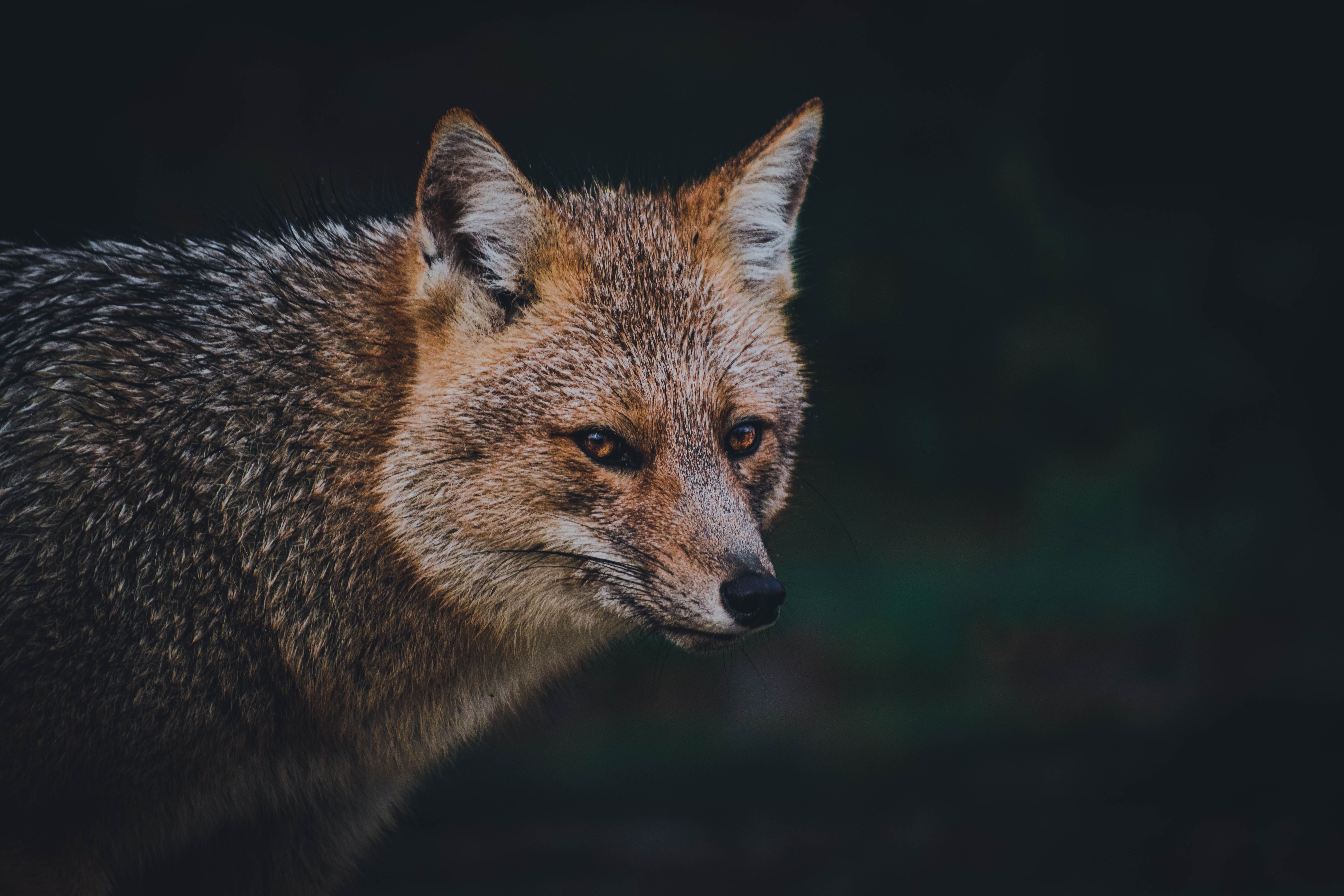 life span grey fox