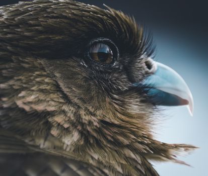 A detailed close-up shot of a bird's face highlighting its features and natural beauty.