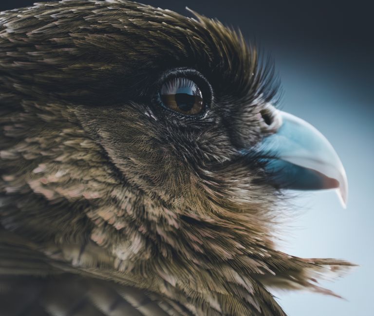 A detailed close-up shot of a bird's face highlighting its features and natural beauty.