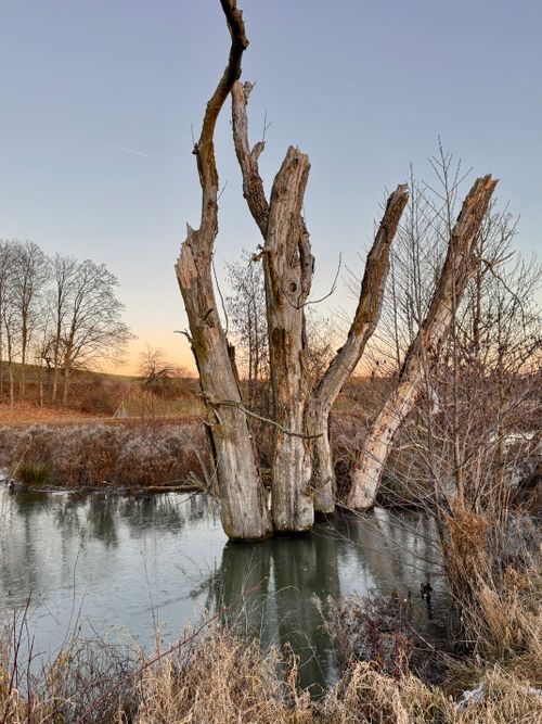 Free A striking dead tree standing in a serene winter setting by a calm river. Stock Photo