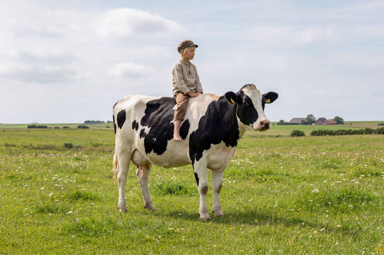 a child rides a holstein cow in a sunny schleswig holstein meadow capt