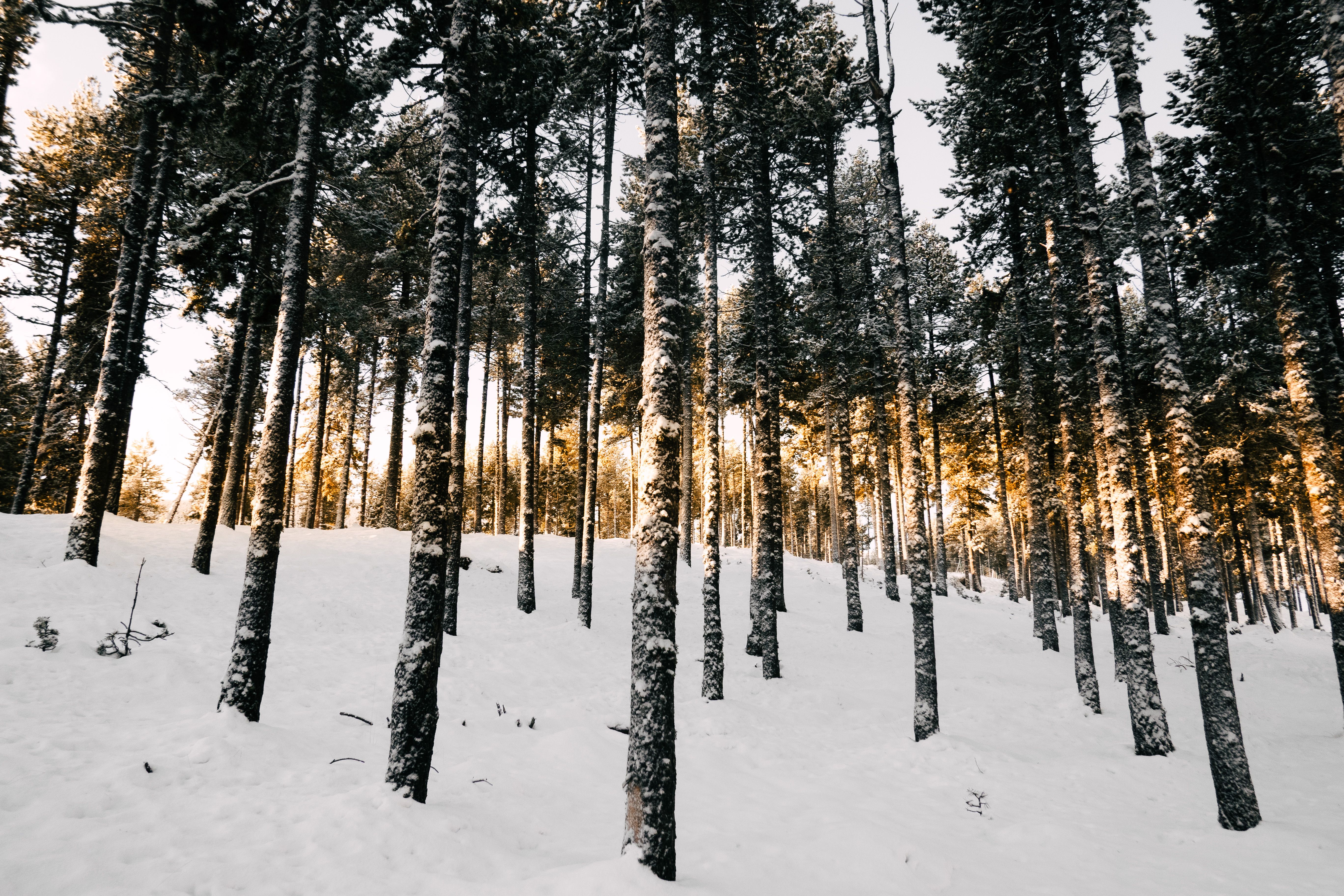 Snowy Pine Forest at Sunrise in Winter · Free Stock Photo