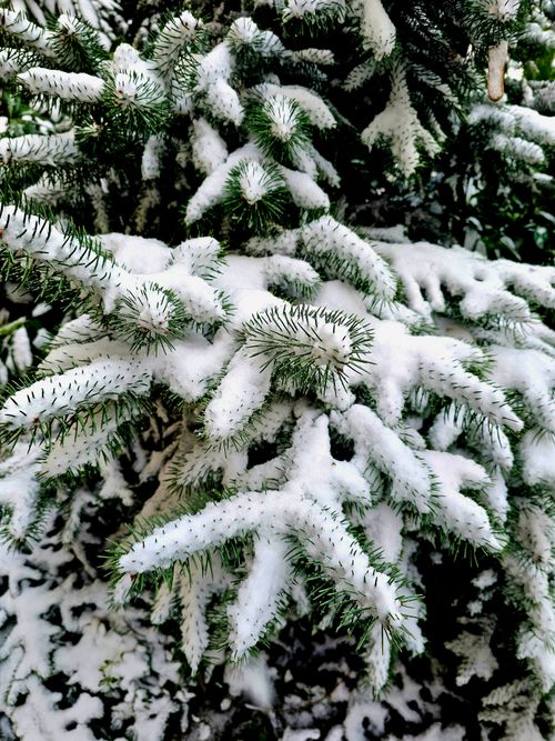 Free Close-up of snowy evergreen branches showcasing winter nature's beauty. Stock Photo